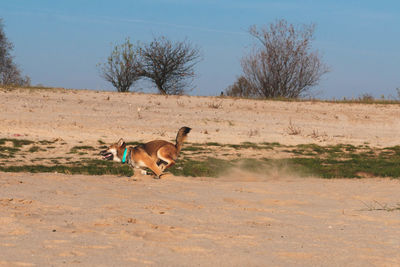 View of a dog on dirt road