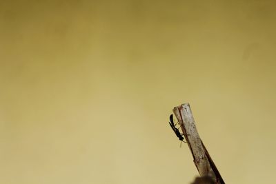 Close-up of a insect on wooden post