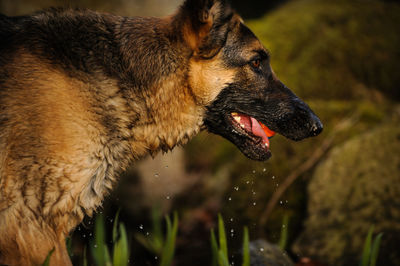 Close-up of dog with mouth open