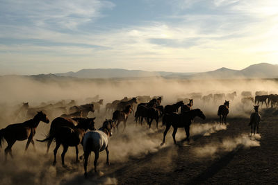 People riding horses on field against sky during sunset