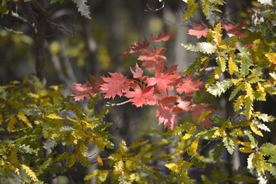 Close-up of maple leaves on plant during autumn