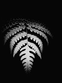 Low angle view of silhouette plant against black background