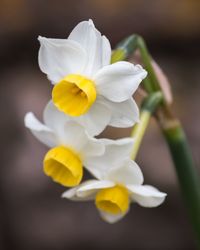 Close-up of white flowers blooming outdoors