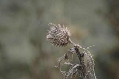 Close-up of wilted plant