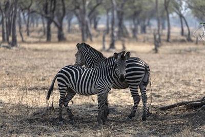 Zebras in a field