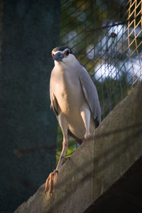 Low angle view of black crowned night heron perching on retaining wall