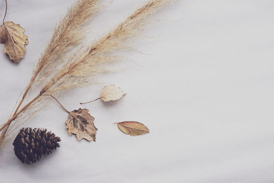 Close-up of dried plant against white background