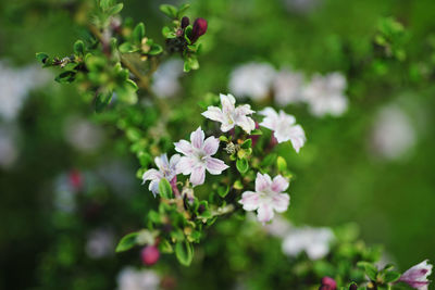 Close-up of white flowering plant