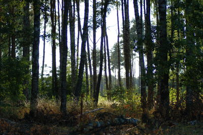 Trees in forest