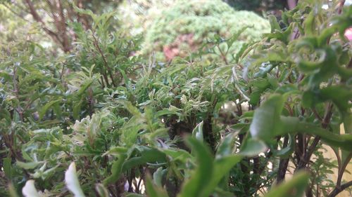 Close-up of plants