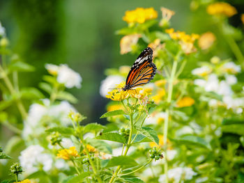 Close-up of butterfly pollinating on flower