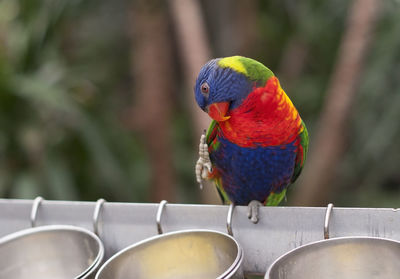 Bright colorful rainbow lorikeet, cleans feathers and eats from the feeder