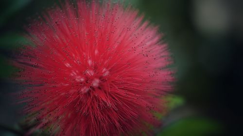 Close-up of red flower