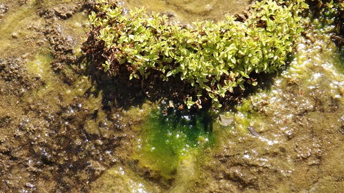 Plants growing in water