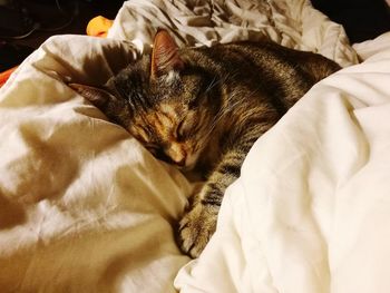 Close-up of cat sleeping on bed