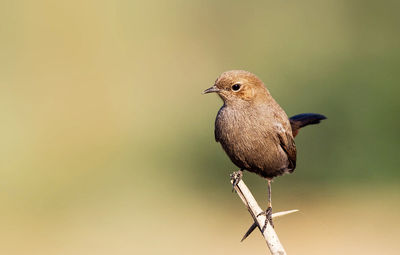 Close-up of bird perching on branch