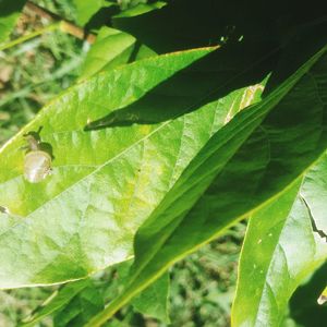 Close-up of green leaves on plant