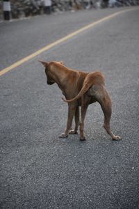 Dog standing on road