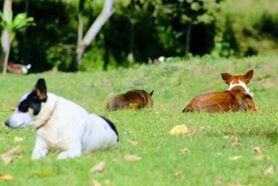 Sheep on field