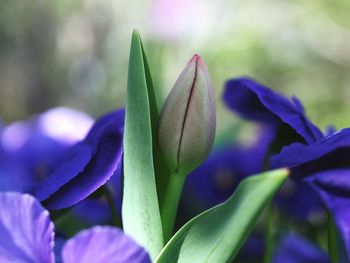 Close-up of purple flowering plant