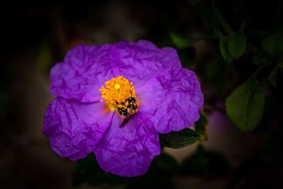 Close-up of purple flower