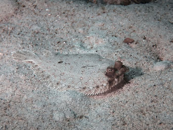 Wide eyed flounder 