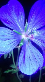 Close-up of flower