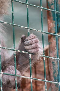 Close-up of monkey in cage