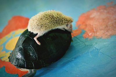 High angle view of crab on table