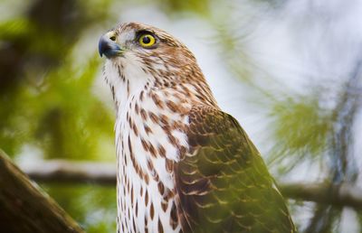 Close-up of eagle