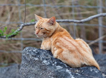 Cat looking away