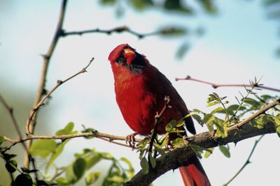 Low angle view of bird perching on tree against sky