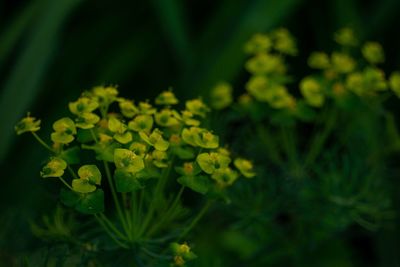 Close-up of flowering plant