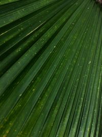 Full frame shot of palm leaves