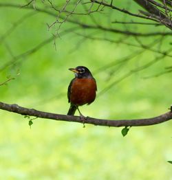 Close-up of bird perching on tree