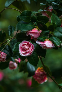 Close-up of pink rose plant