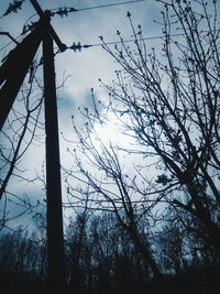 Low angle view of bare trees against sky