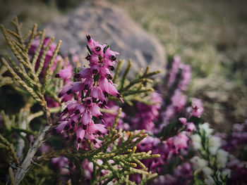 Close-up of pink flowering plant