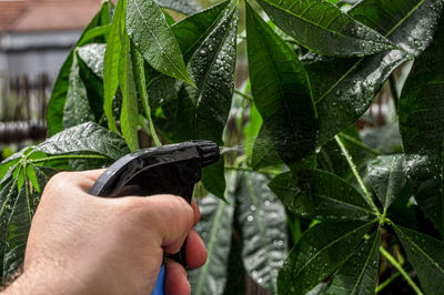 Close-up of hand spraying water on plants