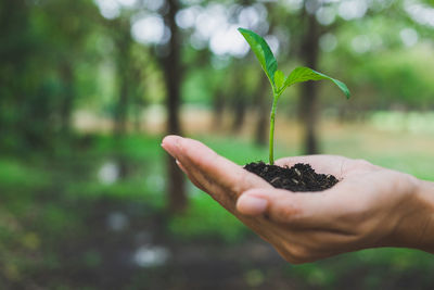 Close-up of woman holding sapling against grassy land