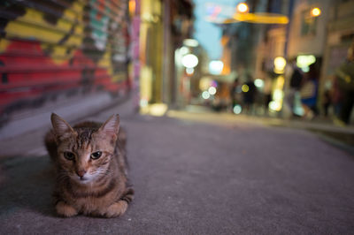 Portrait of cat on road