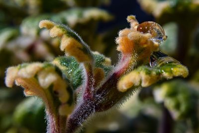 Close-up of flower buds growing on plant