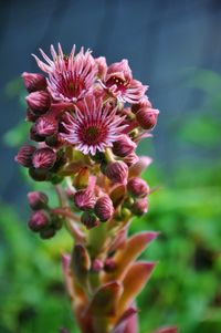 Close-up of pink flowering plant