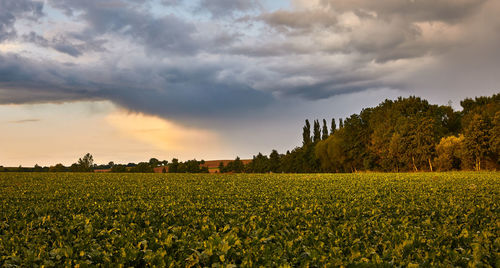 Scenic view of agricultural field against sky