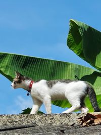 Low angle view of a dog against blue sky