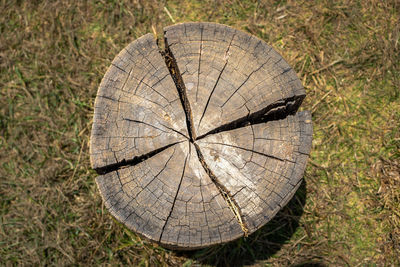 Close-up of tree stump