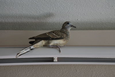 Close-up of bird perching on wall