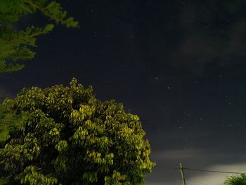 Low angle view of trees against sky at night