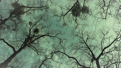 Low angle view of bare tree against sky