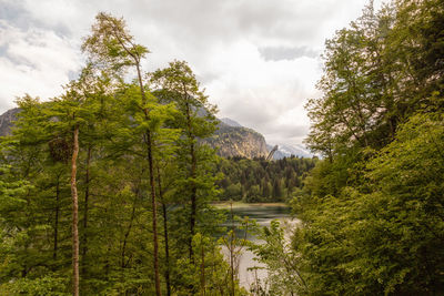 Scenic view of river in forest against sky